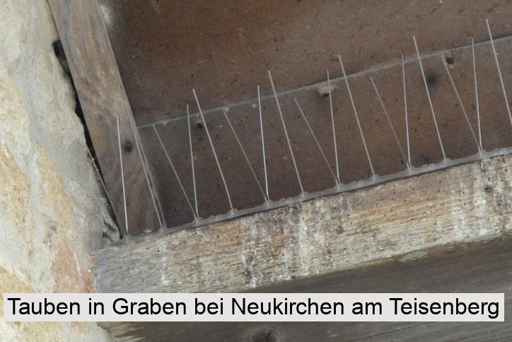 Tauben in Graben bei Neukirchen am Teisenberg